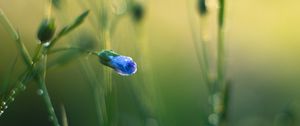 Preview wallpaper flower, bud, blur, macro, blue, green