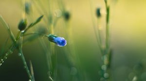 Preview wallpaper flower, bud, blur, macro, blue, green