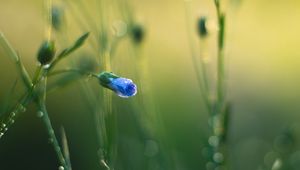 Preview wallpaper flower, bud, blur, macro, blue, green