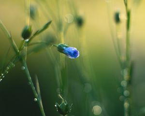 Preview wallpaper flower, bud, blur, macro, blue, green