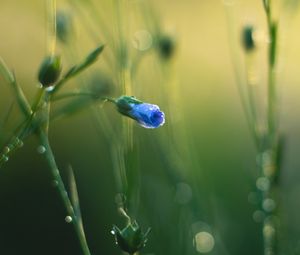 Preview wallpaper flower, bud, blur, macro, blue, green
