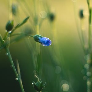 Preview wallpaper flower, bud, blur, macro, blue, green