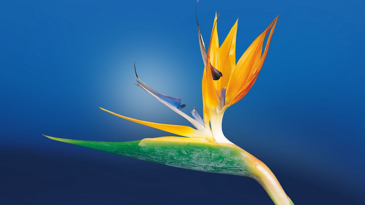 Wallpaper flower, bud, close-up
