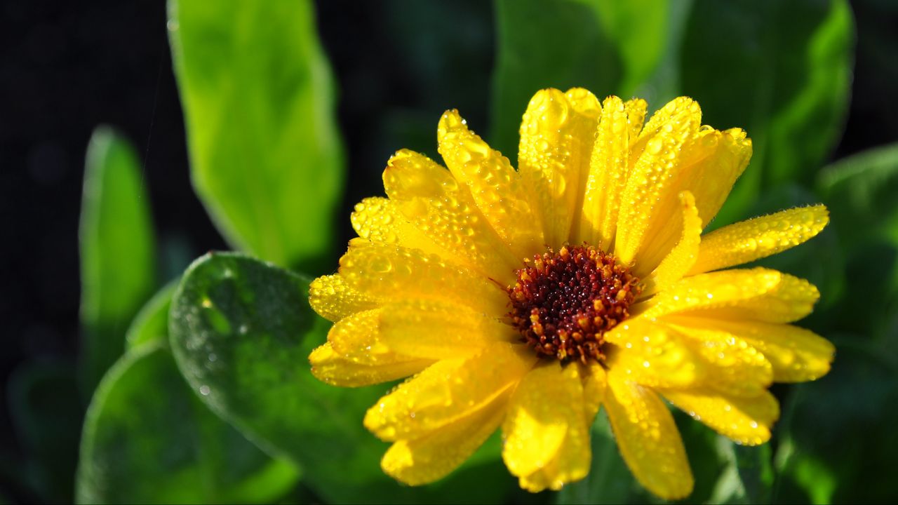 Wallpaper flower, bud, drops