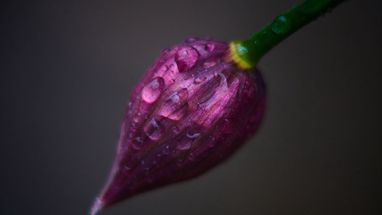 Wallpaper flower, bud, drops, close-up
