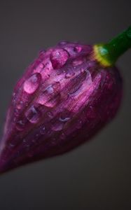 Preview wallpaper flower, bud, drops, close-up
