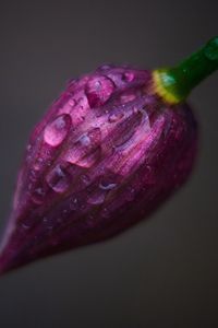 Preview wallpaper flower, bud, drops, close-up