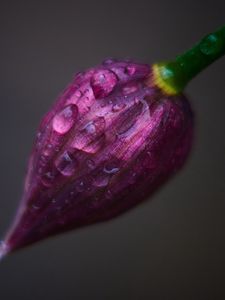 Preview wallpaper flower, bud, drops, close-up