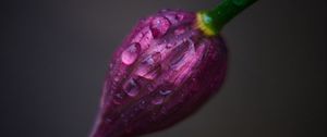 Preview wallpaper flower, bud, drops, close-up