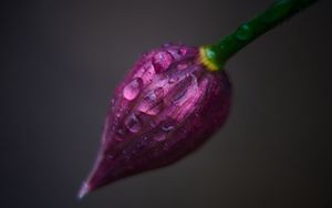 Preview wallpaper flower, bud, drops, close-up