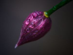 Preview wallpaper flower, bud, drops, close-up