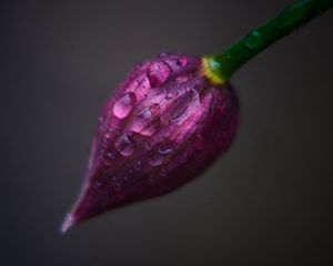 Preview wallpaper flower, bud, drops, close-up