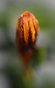 Preview wallpaper flower, bud, drops, macro, spring, blur