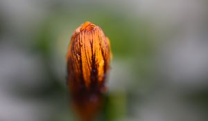Preview wallpaper flower, bud, drops, macro, spring, blur