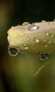 Preview wallpaper flower, bud, drops, wet, macro