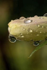 Preview wallpaper flower, bud, drops, wet, macro