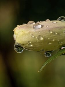 Preview wallpaper flower, bud, drops, wet, macro