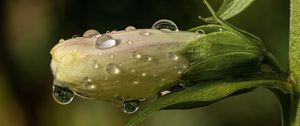 Preview wallpaper flower, bud, drops, wet, macro