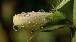 Preview wallpaper flower, bud, drops, wet, macro