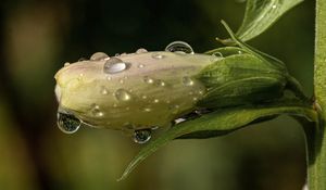 Preview wallpaper flower, bud, drops, wet, macro