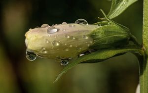 Preview wallpaper flower, bud, drops, wet, macro