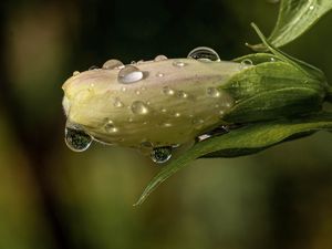 Preview wallpaper flower, bud, drops, wet, macro