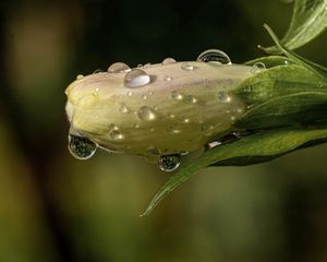 Preview wallpaper flower, bud, drops, wet, macro