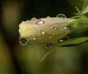 Preview wallpaper flower, bud, drops, wet, macro