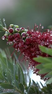 Preview wallpaper flower, bud, drops, dew, leaves