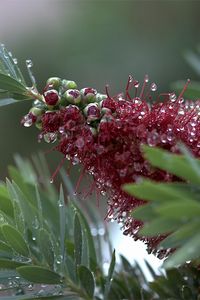 Preview wallpaper flower, bud, drops, dew, leaves