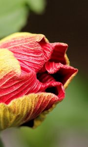 Preview wallpaper flower, bud, dry, stem