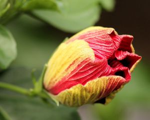 Preview wallpaper flower, bud, dry, stem