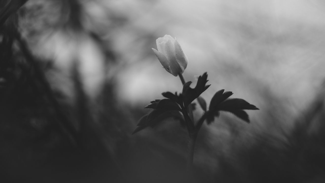 Wallpaper flower, bud, leaves, black and white