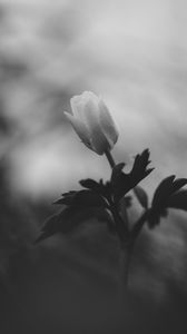 Preview wallpaper flower, bud, leaves, black and white