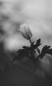 Preview wallpaper flower, bud, leaves, black and white