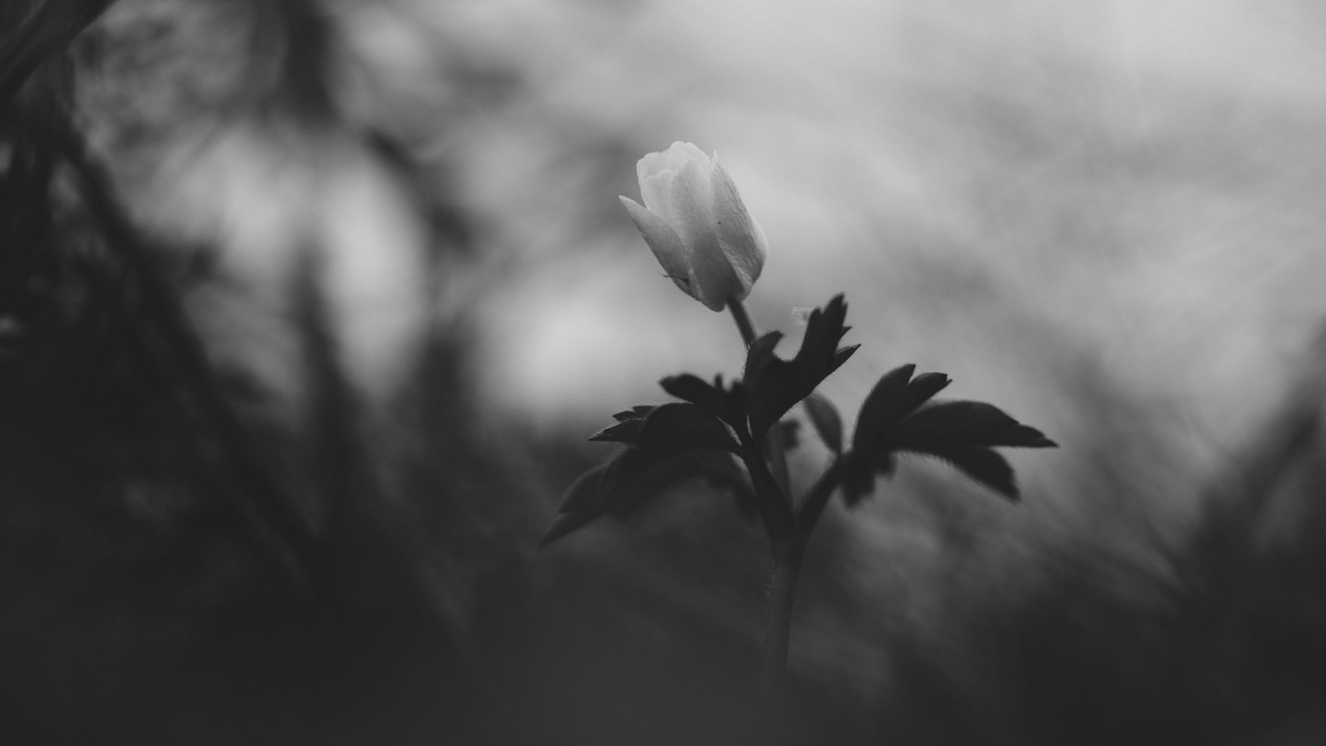 Download Wallpaper 1920x1080 Flower Bud Leaves Black And White Full Hd Hdtv Fhd 1080p Hd 5242