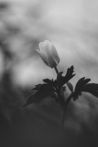 Preview wallpaper flower, bud, leaves, black and white
