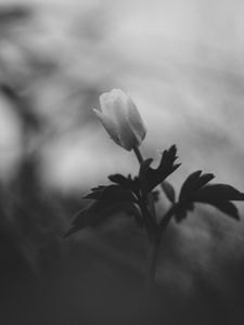 Preview wallpaper flower, bud, leaves, black and white