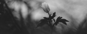 Preview wallpaper flower, bud, leaves, black and white