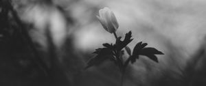 Preview wallpaper flower, bud, leaves, black and white