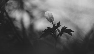Preview wallpaper flower, bud, leaves, black and white
