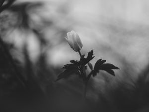 Preview wallpaper flower, bud, leaves, black and white