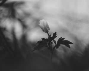 Preview wallpaper flower, bud, leaves, black and white