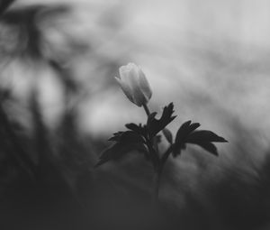 Preview wallpaper flower, bud, leaves, black and white
