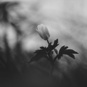 Preview wallpaper flower, bud, leaves, black and white