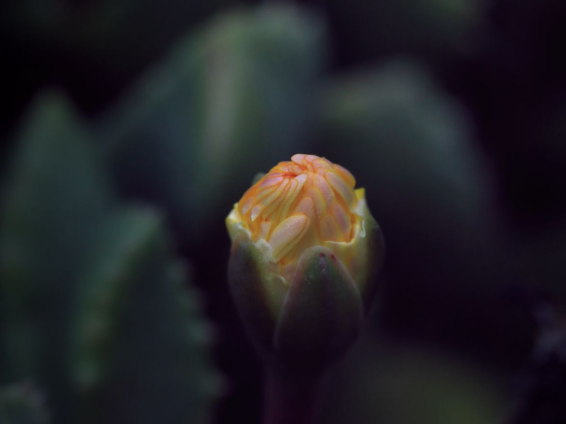 1152x864 Wallpaper flower, bud, macro, dark