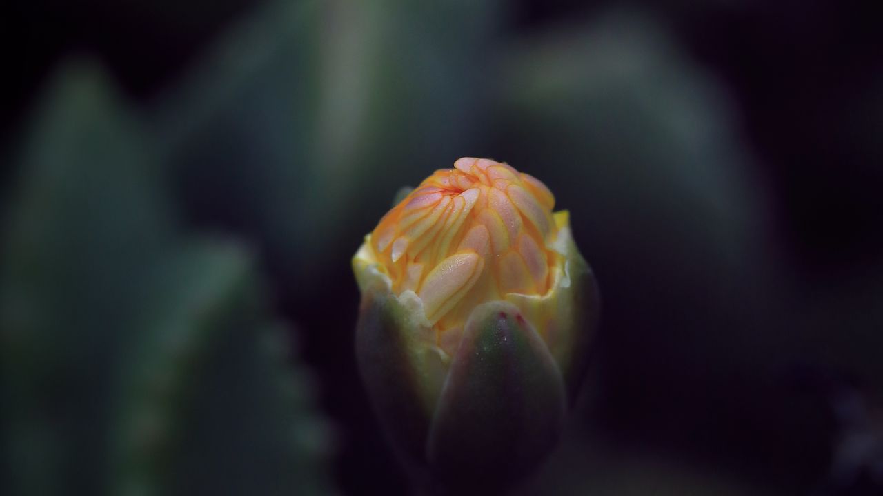 Wallpaper flower, bud, macro, dark