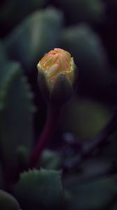 Preview wallpaper flower, bud, macro, dark