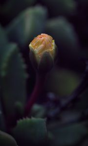 Preview wallpaper flower, bud, macro, dark