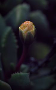 Preview wallpaper flower, bud, macro, dark